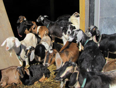 Maremma puppies Wisconsin