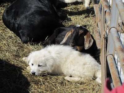 Working Livestock Guardian dog puppy