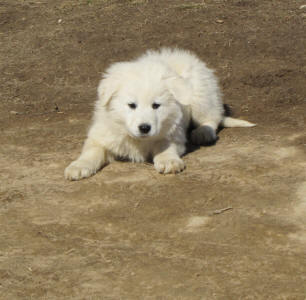 Working livestock guardian dogs for sale - WI