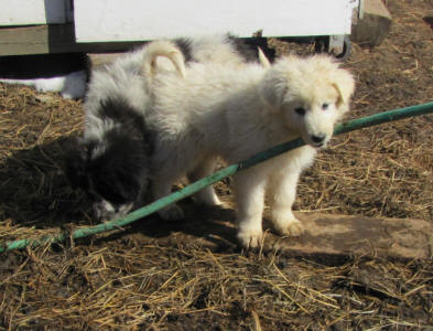 Livestock guardian dog puppies - WI
