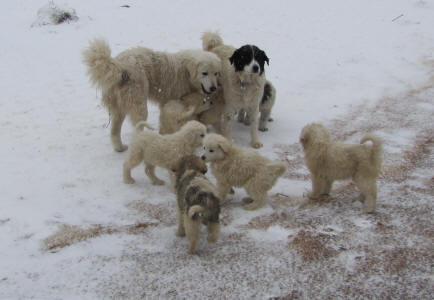 Livestock Guardian dog puppies playing in Wisconsin winters