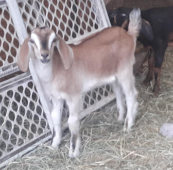 Mini Nubian buck for sale