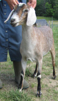 Mini Nubian Yearling doe