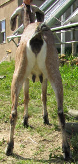 Mini Nubian Yearling doe