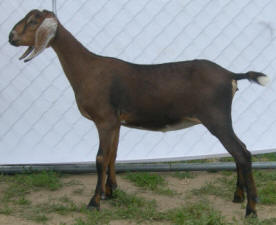 Alabama, a 4th generation Mini Nubian doeling