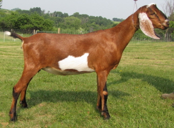 Healthy Mini Nubian Dairy Goats
