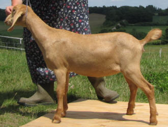 Miniature Nubian doeling 4th generation