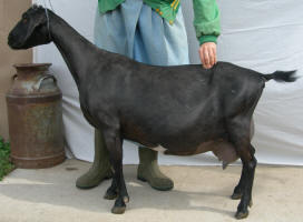 'Arthur', a 1st generation MiniNubian milker