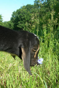 2nd generation MiniNubian doeling