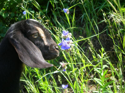 2nd generation Mini Nubian doeling with flowers