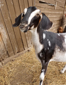 moonspot mini nubians