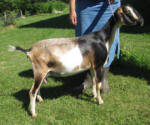 mininubian dairy goats