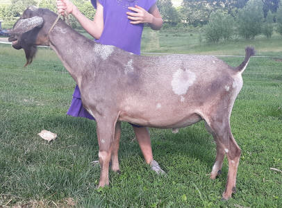 Denver, MiniNubian buck