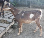 Mini Nubians for sale