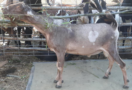 Denver, MiniNubian buck