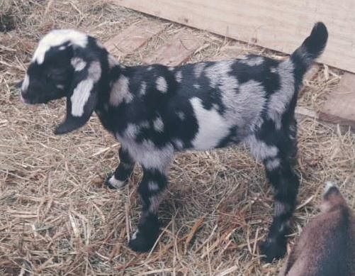 Mini Nubian doe