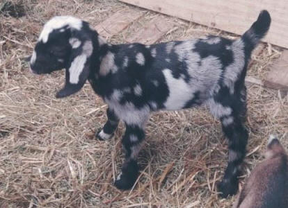 Mini Nubian doe