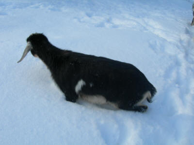 2nd generation Mini Nubain in deep snow