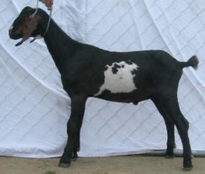 4th generation MiniNubian breeding buckling