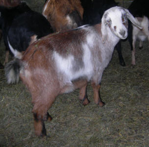 Grace, a 4th gen doe in her winter coat