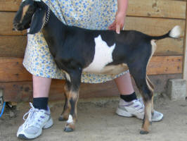 4th generation MiniNubian breeding buck