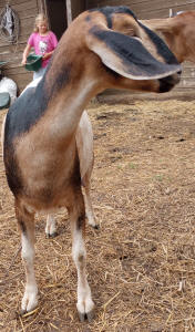 Mini Nubian Dairy Goats