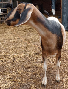 Mini Nubian Dairy Goats