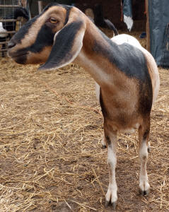 Mini Nubian Dairy Goats