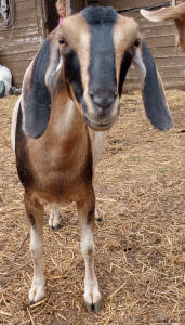 Mini Nubian Dairy Goats