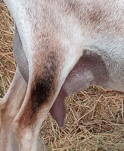 Mini Nubian Dairy Goats