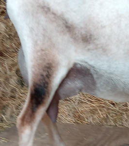 Mini Nubian Dairy Goats