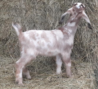 MiniNubian doeling