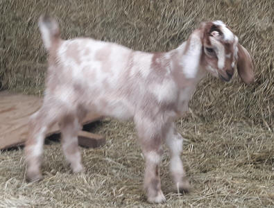 MiniNubian doeling