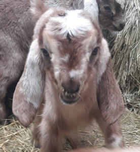 MiniNubian doeling