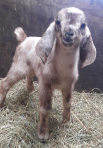 MiniNubian doeling