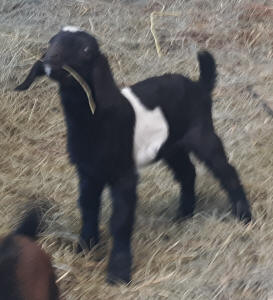 Mini Nubian doeling