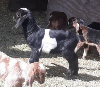 Mini Nubian doeling