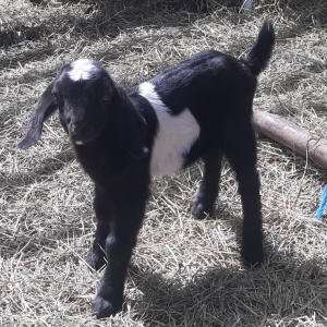 Mini Nubian doeling