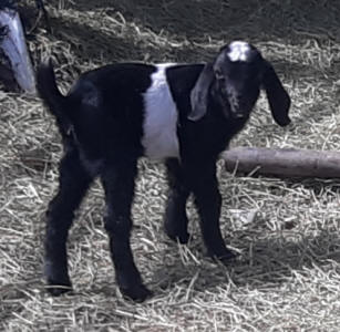 Mini Nubian doeling