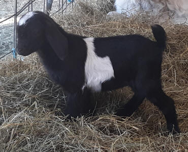 Mini Nubian doeling