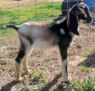 Mini Nubian Doeling'
