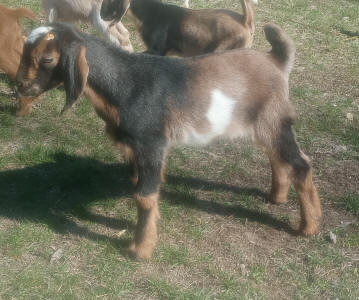 MiniNubian milk goat