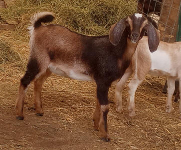 MiniNubian milk goat