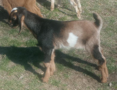 MiniNubian milk goat