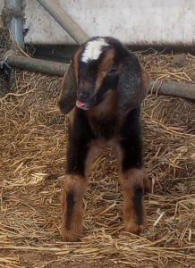 MiniNubian milk goat