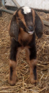 MiniNubian milk goat