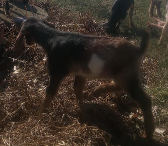 MiniNubian milk goat