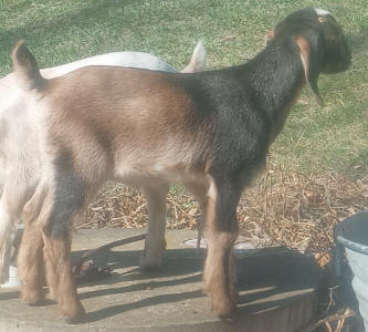 MiniNubian milk goat