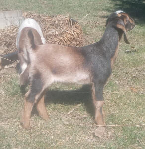 MiniNubian milk goat