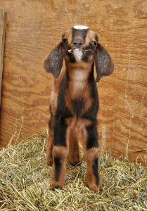 MiniNubian doeling